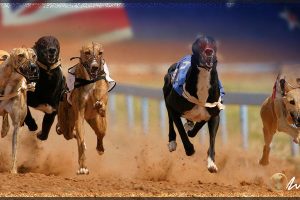 new_zealand_calls_for_government_intervention_as_fatalities_on_greyhound_racetracks_soar-300x200-1